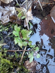 Ranunculus recurvatus