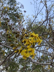 Cenostigma eriostachys