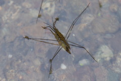 Aquarius chilensis