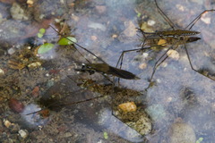 Aquarius chilensis