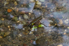 Aquarius chilensis
