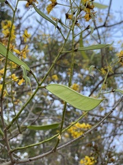 Cenostigma eriostachys