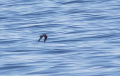 Stercorarius pomarinus