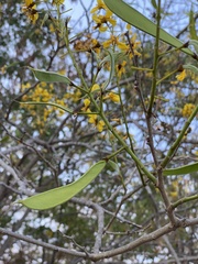Cenostigma eriostachys