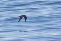 Stercorarius pomarinus