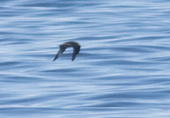 Stercorarius pomarinus