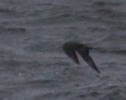 Stercorarius pomarinus