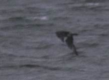 Stercorarius pomarinus