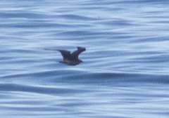 Stercorarius pomarinus