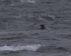 Stercorarius pomarinus