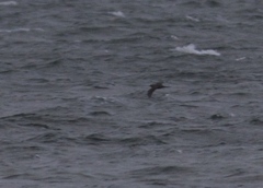 Stercorarius pomarinus