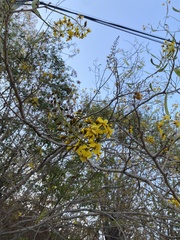 Cenostigma eriostachys