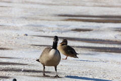 Branta canadensis