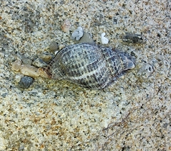 Acanthinucella punctulata