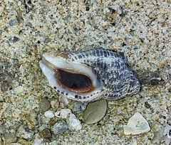 Acanthinucella punctulata