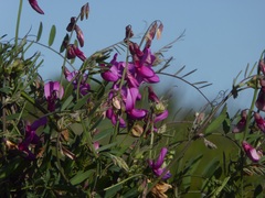 Lathyrus vestitus alefeldii