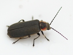 Atalantycha dentigera