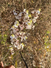 Coursetia glandulosa