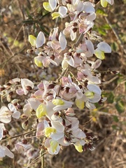 Coursetia glandulosa