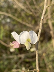 Coursetia glandulosa