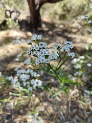 Ixodia achillaeoides
