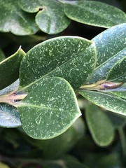 Eurytetranychus buxi