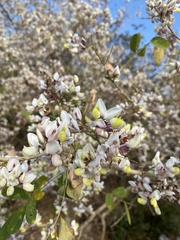 Coursetia glandulosa