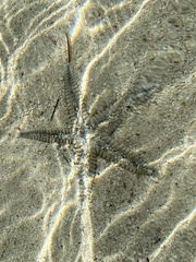 Astropecten