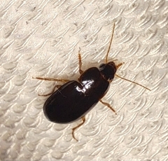 Harpalinae