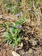 Heliotropium amplexicaule