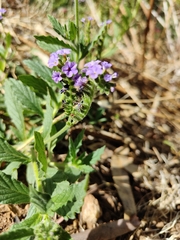 Heliotropium amplexicaule