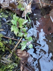 Ranunculus recurvatus