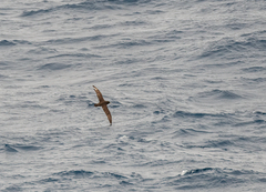 Procellaria aequinoctialis