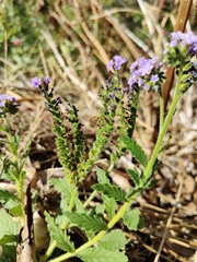 Heliotropium amplexicaule