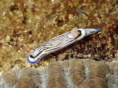 Hypselodoris maritima