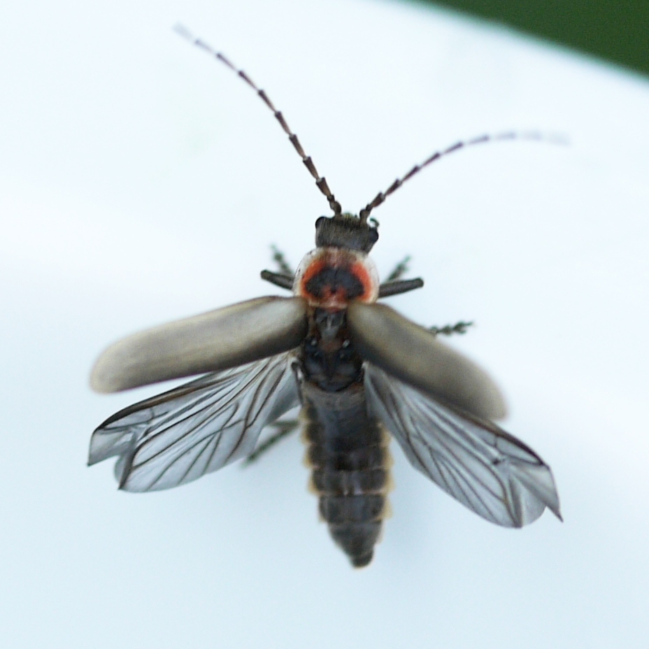 Atalantycha dentigera