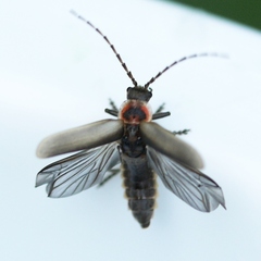 Atalantycha dentigera