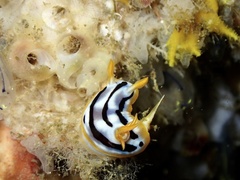 Chromodoris strigata