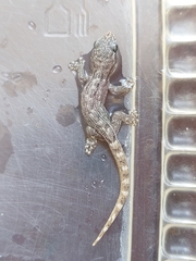 Phyllodactylus reissii