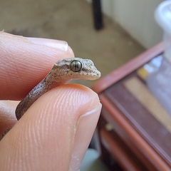 Phyllodactylus reissii