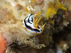 Chromodoris strigata