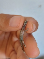 Phyllodactylus reissii