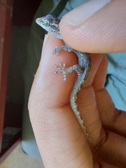 Phyllodactylus reissii