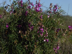 Lathyrus vestitus alefeldii