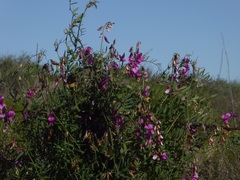 Lathyrus vestitus alefeldii