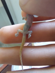 Phyllodactylus reissii