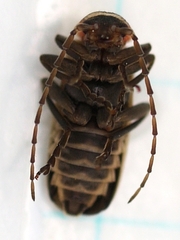 Atalantycha dentigera