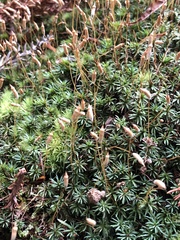Polytrichum commune