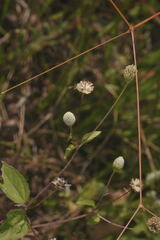 Acmella radicans