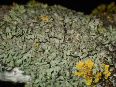 Phaeophyscia hirsuta